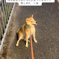 拒否柴のもっぴちゃん