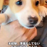 男性に抱っこされてカメラの前に差し出される子犬