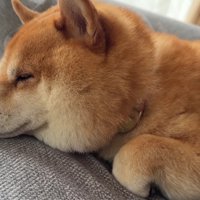 のんびりと満喫するうにくん
