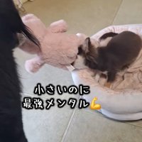 気が強い小型犬