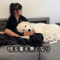 膝枕してもらう犬2