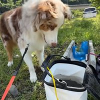 魚を見つめるガルちゃん