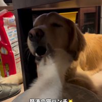 エルちゃんに付き合うルークくん