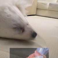 生クリーム絞るやつ…！！