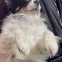 いびきをかくちーちゃん