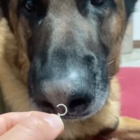 鼻を近づけて匂いを嗅ぐ犬