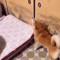 必死におやつを探す柴犬