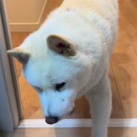 「もう！世話がやけるんだから！！」