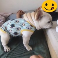 立ち上がる犬