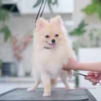 カット台の上で毛をカットされる犬