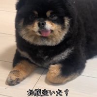 犬に「お腹空いた？」と尋ねる飼い主