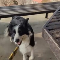 嬉しそうな犬