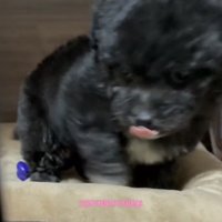 ベッドから顔を出す犬
