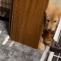 ケージと棚の隙間から掃除機を見つめる2匹の犬