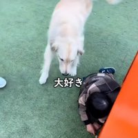 覗き込む犬