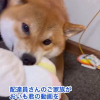 大好きなぬいぐるみ！！