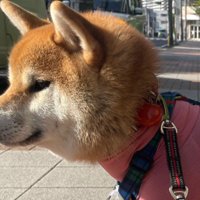 新しいお洋服を購入