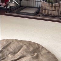 さくらちゃんのハウス成功3