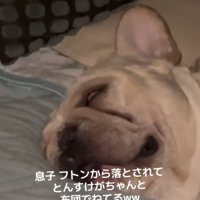 白目を剥いて眠る犬
