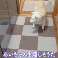 ロールカーテンを見つめる老犬