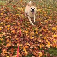 飼い主の方へ走ってくる犬
