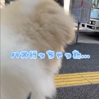 お姉さんを迎えに来たボンドくん4