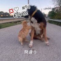 怒る相手を間違える茶色ちゃん