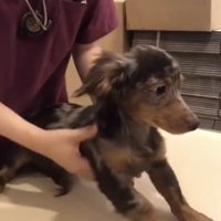 そっと下ろされる犬