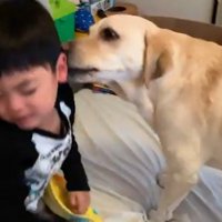 男の子を起こすバウくん⑩