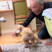 ボール遊びするおじいちゃんと犬2