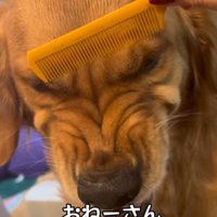 ブラッシングをすると…