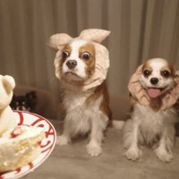 ケーキを前に並ぶ犬たち