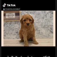 売れ残っていたわんこ