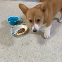 ご飯は食べなかったロイくん