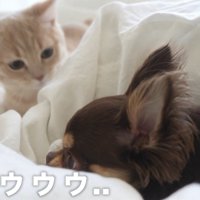 「私はひとりで遊びたいの！」