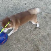 ボールに前足を伸ばす犬