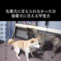 甘えん坊なハルヱちゃんの過去と現在3