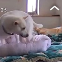柴犬が目を覚まし、こちらを見る様子