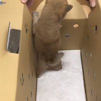 お迎えされた犬