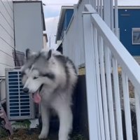 中型犬の上から追い越す大型犬
