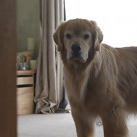 ムスッとしたお顔で拒否