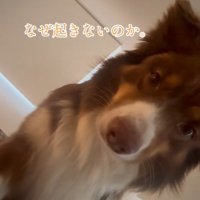 飼い主さんを起こすコロくん6