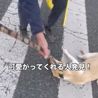 リードを持って犬を誘導する人