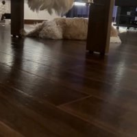 微動だにしない2匹