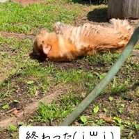 泥んこのぷりんちゃん