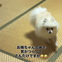 飼い主さんに駆け寄るポメラニアン