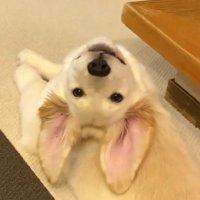 WILLくん顔のアップ