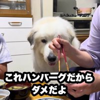 反則級の可愛さ