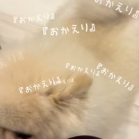 尻尾を振って帰ってきた飼い主さんを歓迎する犬