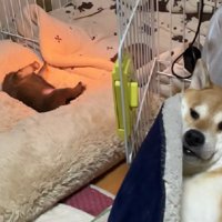 傍らにいたのは…